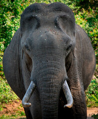 Elephant - Yala national park