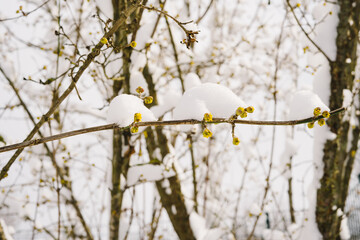 Earlier flowering of dogwood in late winter or early spring.