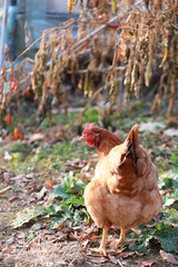 chicken