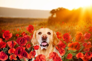 portrait of lhappy dog in a field of flower blossom in a warm sunset