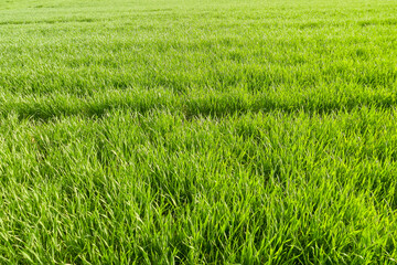 Grass field in summer