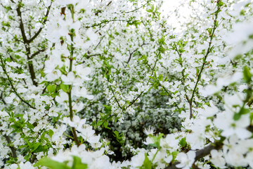 Blossoming tree branches in white