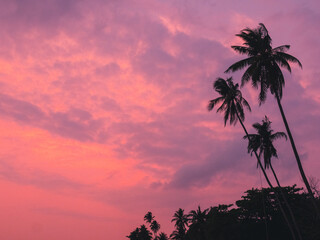Iconic tall coconut palm tree with against sunset orange sky tropical island. Koh Mak Island, Trat, Thailand. Minimal summer vibe with copy space.