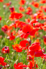 Fototapeta premium beautiful poppy flower field on a sunny summer day
