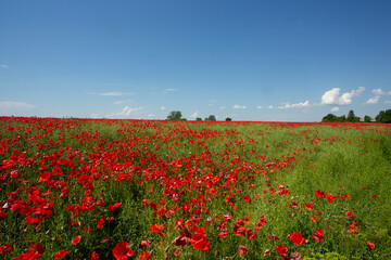 Obraz premium beautiful poppy flower field on a sunny summer day