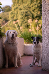 Two dogs sitting down looking at the camera, on a sunny terrace with green vegetation in the background