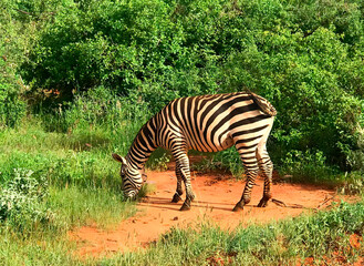 Fototapeta na wymiar Zebra grazing in the savannah. Africa. Wild nature. Safari animals.