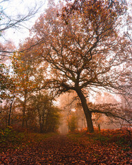 autumn trees in the park on a foogy red morning in the UK