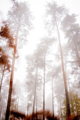 forest in the fog in UK in the autumn
