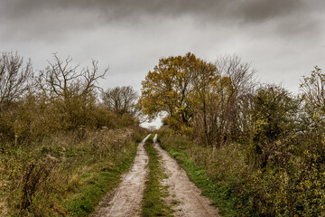 country track through fields and past trees