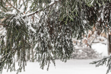 Spruce branches with small needles, dusted with the first snow.