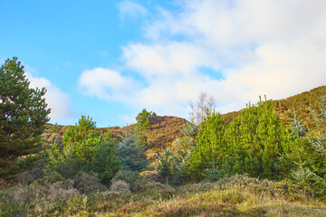 Fototapeta na wymiar A pine tree the hill with blue sky and grass.