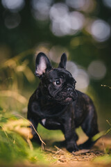 French bulldog puppy in the forest