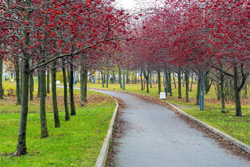 Alley with red mountain ash in the park named after the 300th anniversary of St. Petersburg .