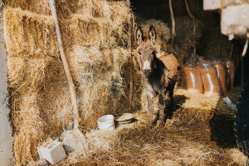 donkey in barn full of haystack
