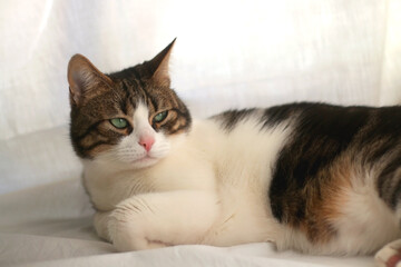 Cute tabby cat sleeping on a bed. Selective focus.