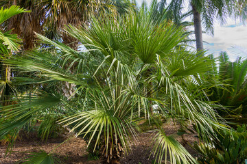 European fan palm a.k.a. Mediterranean dwarf palm (Chamaerops humilis) - Florida, USA