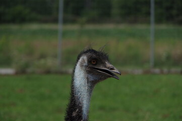 Emu at Safari Niagara Park, Ontario, Canada
