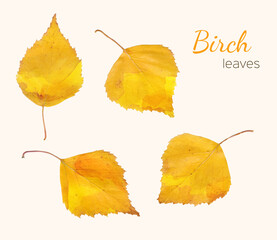 Birch leaves set.