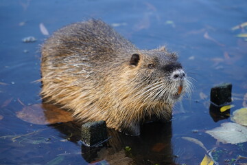 The coypu (myocastor coypus) or nutria is a large, herbivorous, semiaquatic rodent. Classified as member of the family myocastoridae. Wild specimen in Celle Castle Park, Germany.