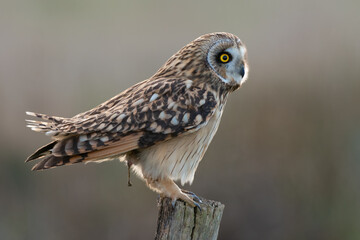 Short-eared owl Asio flammeus bird poop close up 