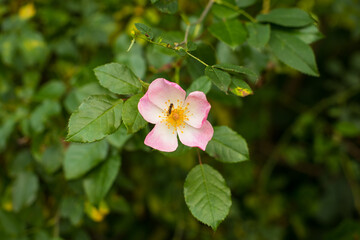 rosehip pink flower in the garden