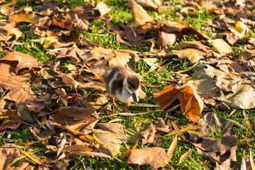 geese on the grass in the park 