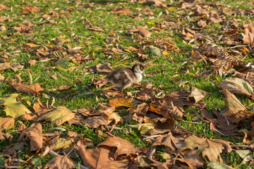 geese on the grass in the park 
