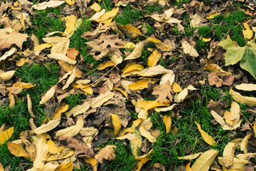 autumn leaves on the ground