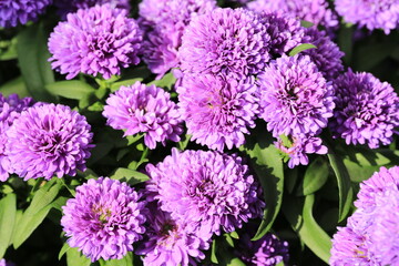 Beautiful blooming chrysanthemum in sunny August