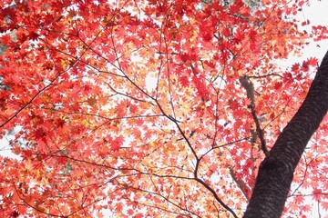 紅葉した楓の木