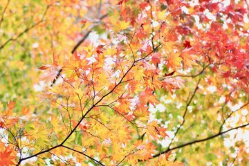 紅葉した楓