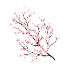 Cherry blossom branch with sakura flower. Pink sakura flower background. Cherry blossom flower blooming vector. Watercolor cherry blossom vector. Sakura on white background. Watercolor cherry bud.