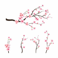 Pink sakura flower background. Sakura on white background. Watercolor cherry bud. Cherry blossom branch with sakura flower. Watercolor cherry blossom vector. Cherry blossom flower blooming vector. - obrazy, fototapety, plakaty