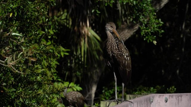 Florida Limpkin waterfowl making birdcall; full view in native habitat in the late afternoon sun, natural reserve in background--front view of long legs and brown plumage with white spots.