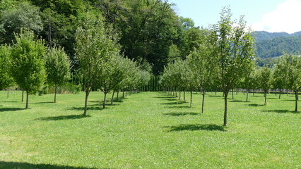 trees in a field