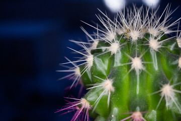 cactus close-up with dark background