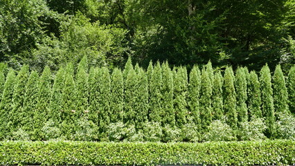 green grass background