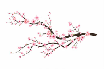 Cherry blossom branch with sakura flower. Sakura on white background. Watercolor cherry bud. Cherry blossom flower blooming vector. Pink sakura flower background. Watercolor cherry blossom vector. - obrazy, fototapety, plakaty
