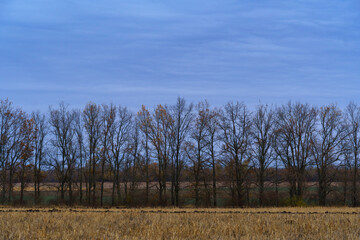 late autumn landscape, gloomy nature, dark sky, bare branches of trees without leaves, empty agricultural field and trees arranged in a row