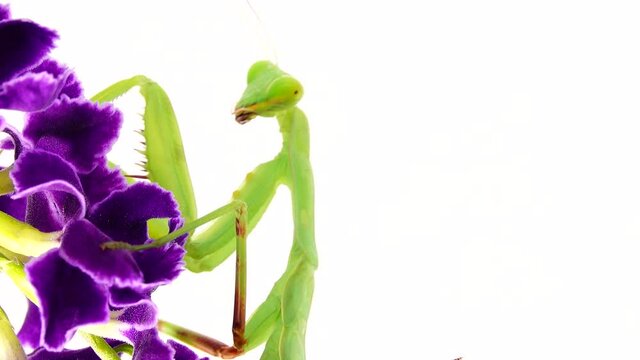 4K praying mantis dansing on a white background mantis, insect, bug, praying mantis, animal, nature, praying, macro, predator, closeup, wildlife, wild, white background, mantis religiosa, eyes