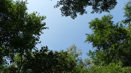 trees and sky