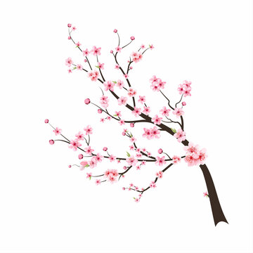 Cherry blossom flower blooming vector. Watercolor cherry blossom vector. Sakura on white background. Pink sakura flower background. Cherry blossom branch with sakura flower. Watercolor cherry bud.