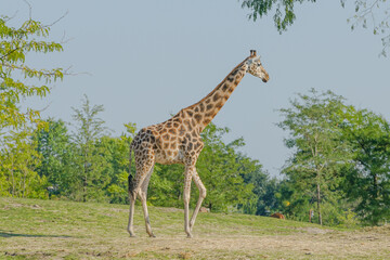 giraffe in the wild