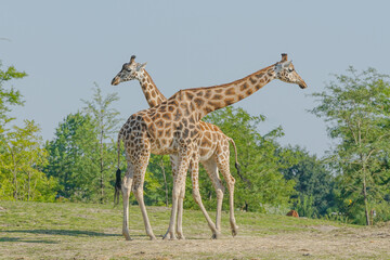 giraffe eating grass