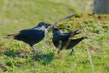 crow on the ground