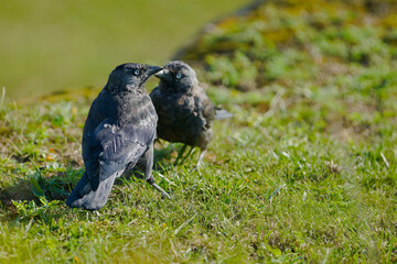 crow on the grass