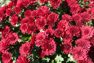 Multitude of flowers of ed Chrysanthemums in October