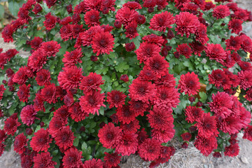Naklejka premium Numerous red flowers of Chrysanthemums in October