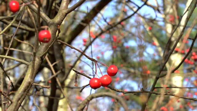 Tiny red apples on the wild forest apple tree (Crab apples).